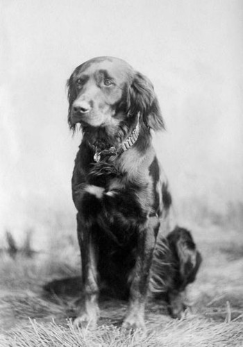 Hunting dog probably - , german