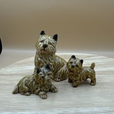 Wade Whimsie CAIRNS Puppies