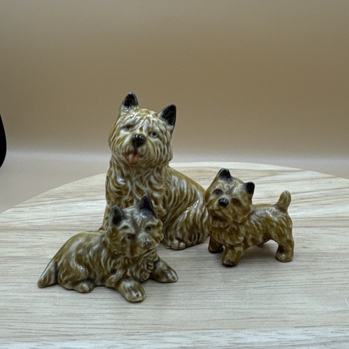 Wade whimsie cairns puppies - wade,