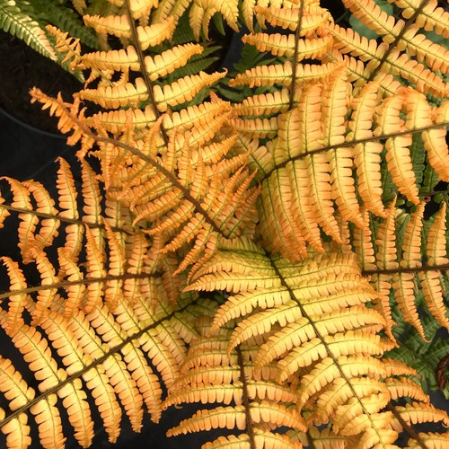 Fern jurassic gold - gold, golden