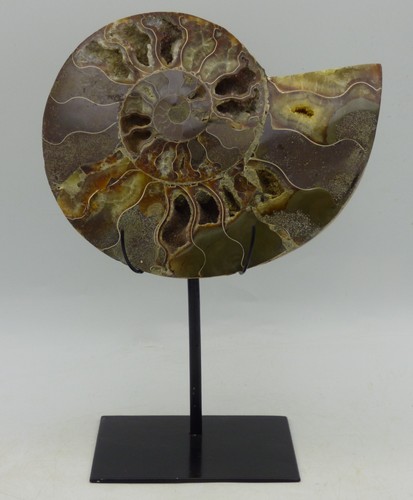 Cretaceous cleoniceras - cretaceous,