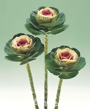 DECORATIVE ORNAMENTAL KALE CABBAGE SEEDS F1 CRANE BICOLOUR EXCELLENT FOR CUTTING