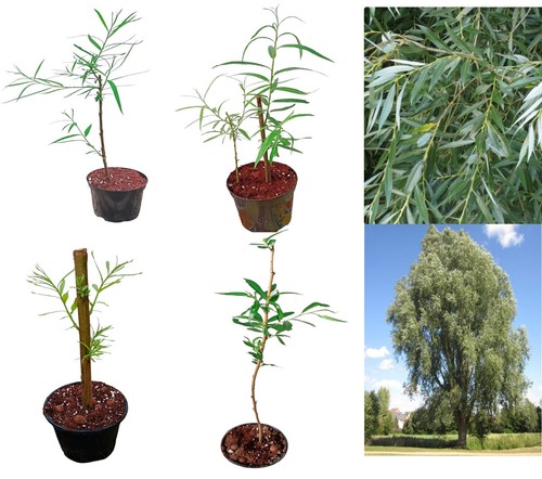Salix alba white - salix, willow
