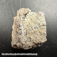 Triceratops dinosaur bone