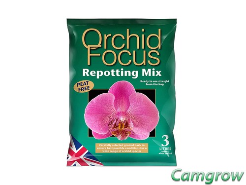 Orchid african violet - african, &
