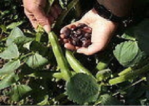 Heritage vegetable robinsons - -,