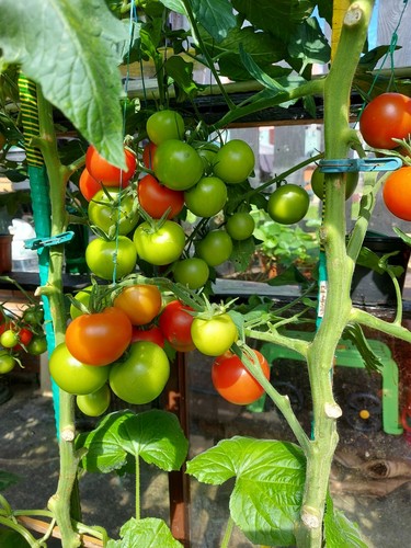 Tomato seeds shirley - 25, f2
