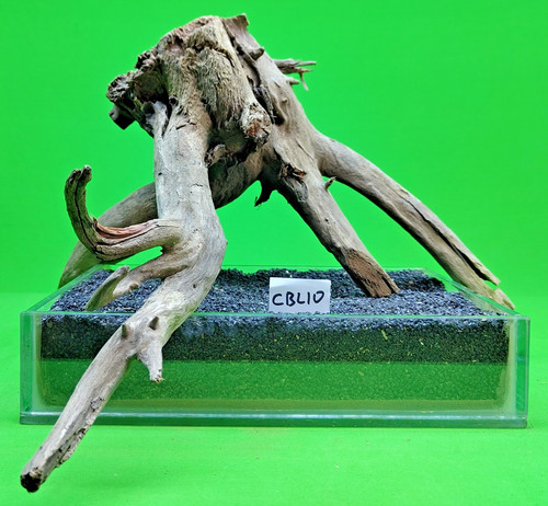 Large corbo root - corbo,
