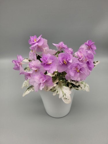 Girl foliage variegated - girl,