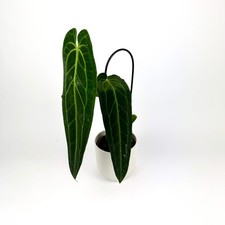 Anthurium Warocqueanum