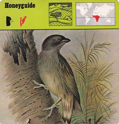 Honeyguide eats the wax made - eats,