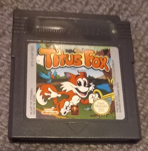 Titus the fox marrakech and - fox,