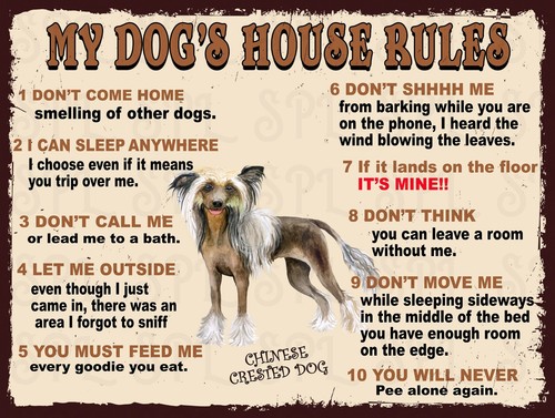 Chinese crested dog s - chinese, my