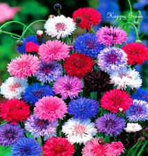 DWARF CORNFLOWER DOUBLE - POLKA DOT MIX  - 1000 SEEDS - Centaurea Cyanus