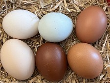 6 X Mixed Breed Chicken Eggs