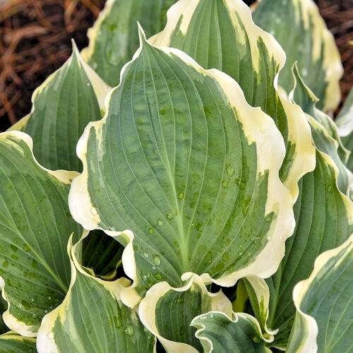 Hosta shadowland hope springs - 'hope,