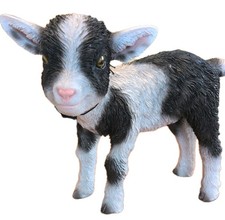 Black And White Kid Goat By