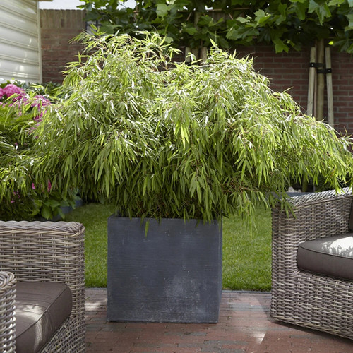 50cm tall pots of - 40-50cm,