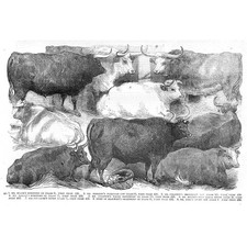 Smithfield Club Show, Hereford