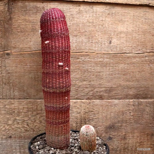 D7972 echinocereus - d7972,