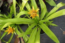 BROMELIAD CANISTROPSIS