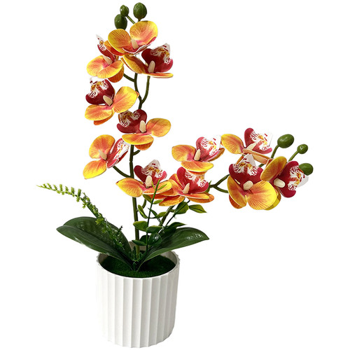 White red orange - white,