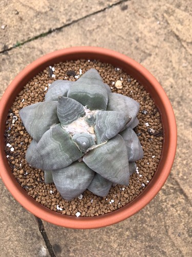 Ariocarpus brevi large - ariocarpus,