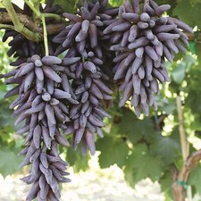 LADYFINGER SEEDLESS GRAPE