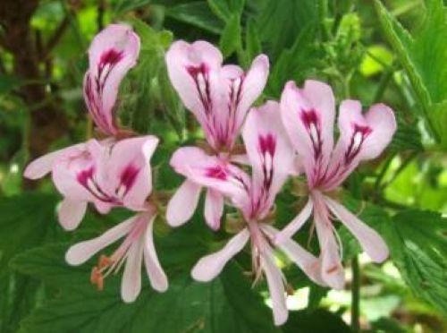 Pelargonium citronella - 3,