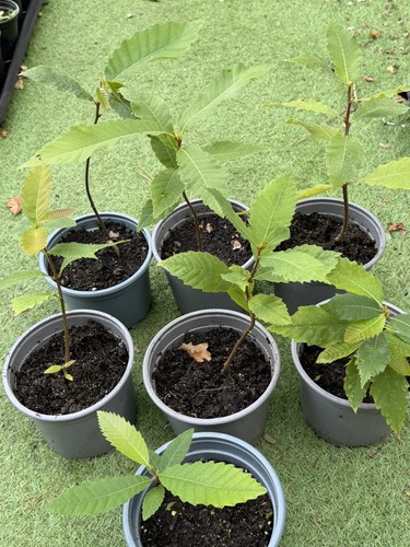 Sweet chestnut saplings - chestnut,