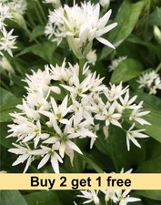 🌿 80 RAMSONS WILD GARLIC