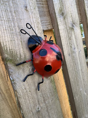 New large ladybird bug - ladybird,