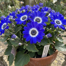1 Large Bedding Plant -