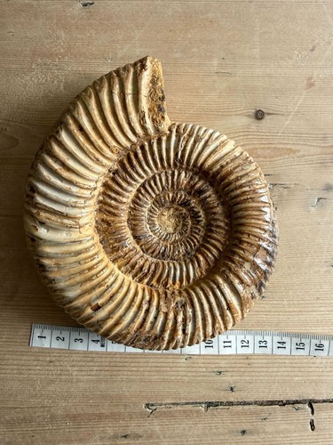 Ammonite fossil shell - ammonite,
