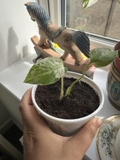 Monstera Bulbasaur Baby House