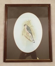 Framed British Watercolour Painting of a Bird of Prey on Branch Signed Hepton