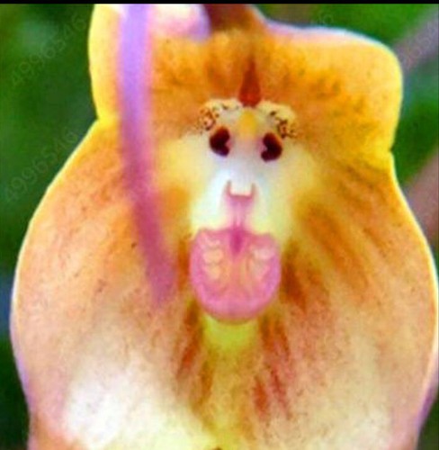 100 pcs seeds - pcs,