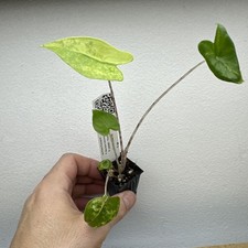 X2 Alocasia Zebrina Variegata