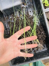 3 Leek Autumn Giant Bare Root