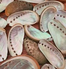 Craft Abalone Sea Shells