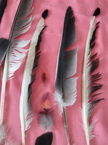 Natural feathers free - natural, 38