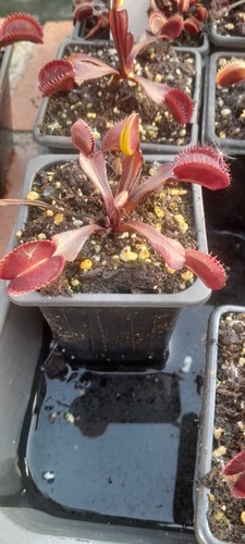 Venus flytrap red piranha - -,