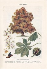 1910 HORSE CHESTNUT TREE Print - Original Antique - Tree Art - 6.25 x 4.25 Inch