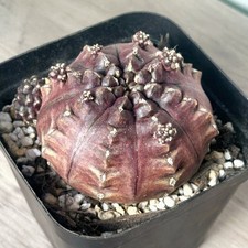 Gymnocalycium Mihanovichii