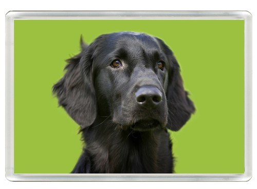 Flat coated retriever dog - flat,