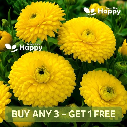 Pot marigold golden emperor - pot,