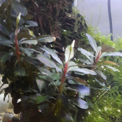 Freshwater aquarium fish tank