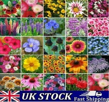 Great selection wild flower - selection,