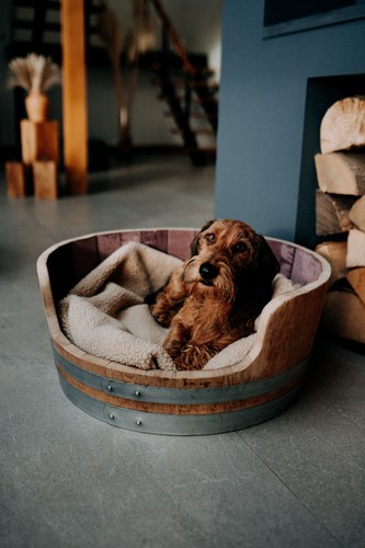 Oak wine barrel - oak, dog