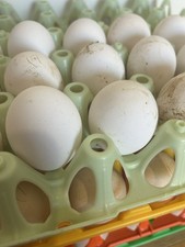 Brown Leghorn Bantam Ha******g